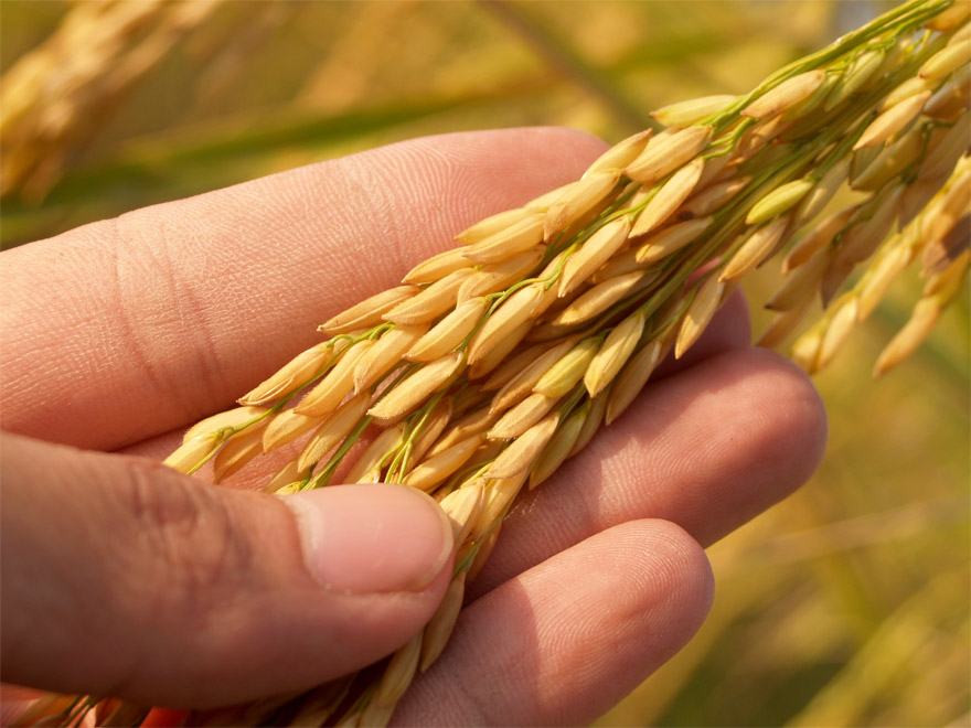 a hand holding an ear of wheat
