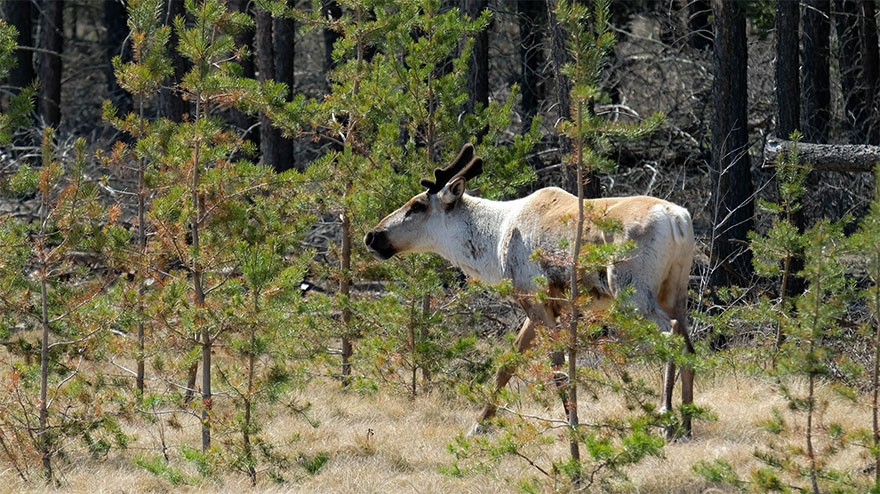 Un caribou des bois près du lac Kearl