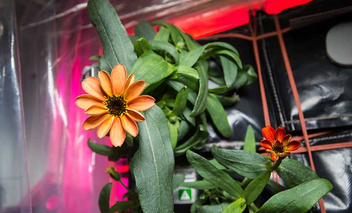 Fleur cultivée dans la Station spatiale internationale